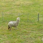 64 Darraweit Valley Road, DARRAWEIT GUIM, VIC 3756 AUS