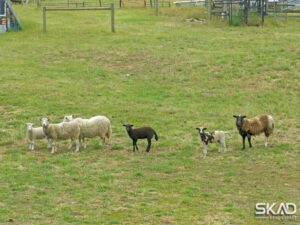 64 Darraweit Valley Road, DARRAWEIT GUIM, VIC 3756 AUS