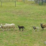 64 Darraweit Valley Road, DARRAWEIT GUIM, VIC 3756 AUS